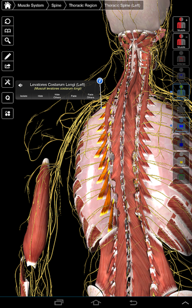 download essential anatomy 5 for windows free
