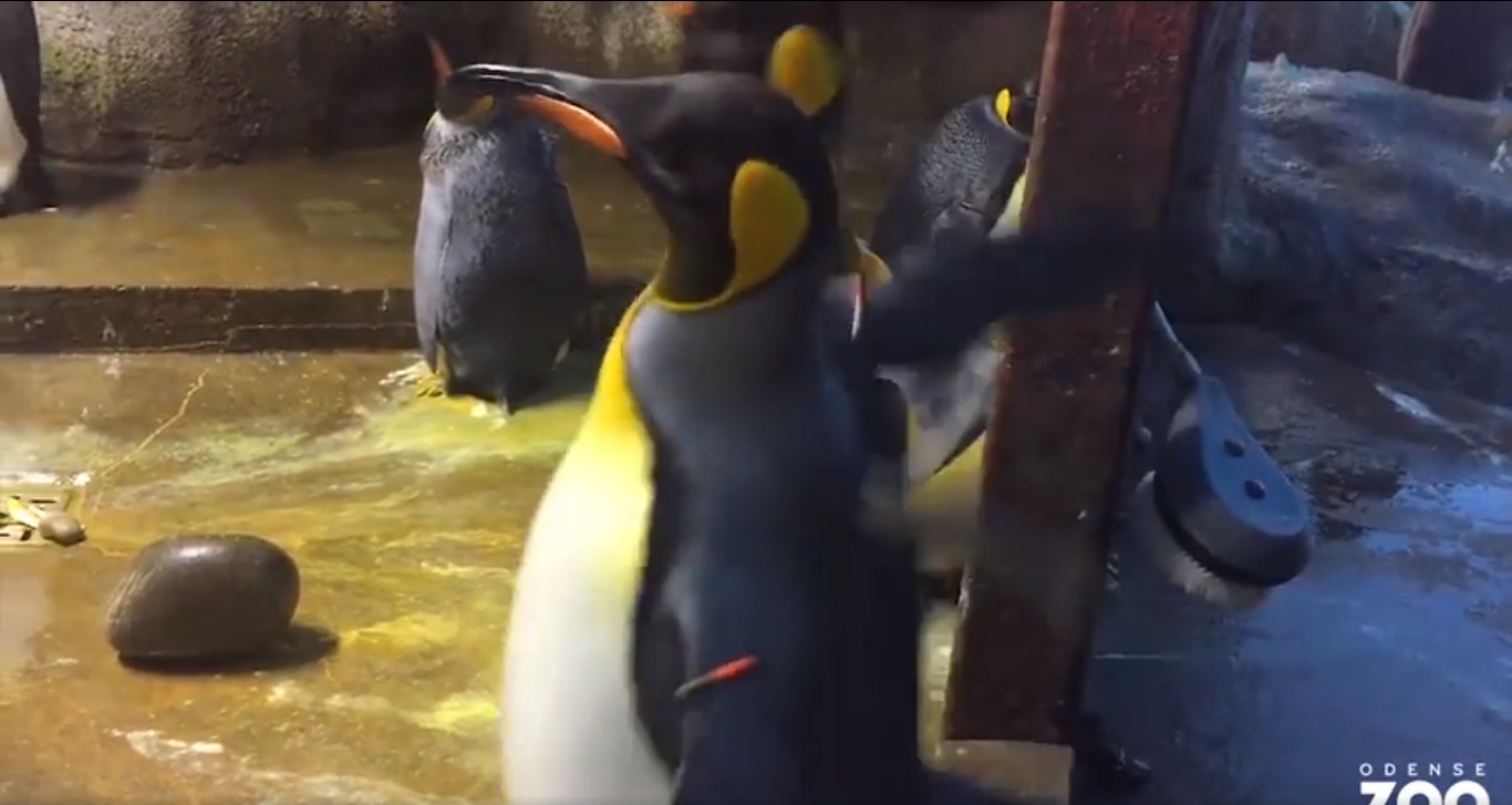 Casal de pinguins gays e pais do filhote acabaram brigando (Foto: Reprodução/Odense Zoo)