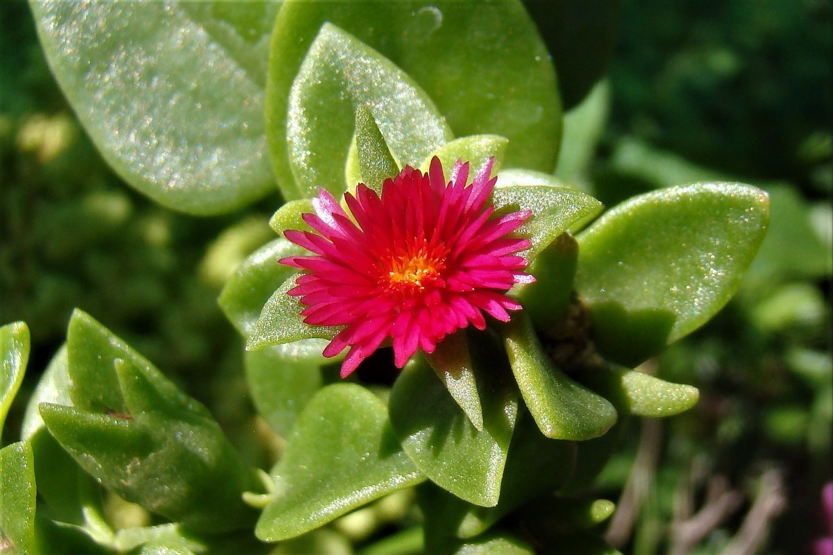 De nome científico Aptenia cordifolia, a rosinha-de-sol é uma planta suculenta e rasteira (Foto: Flickr / Ricardo Regardiz / CreativeCommons)