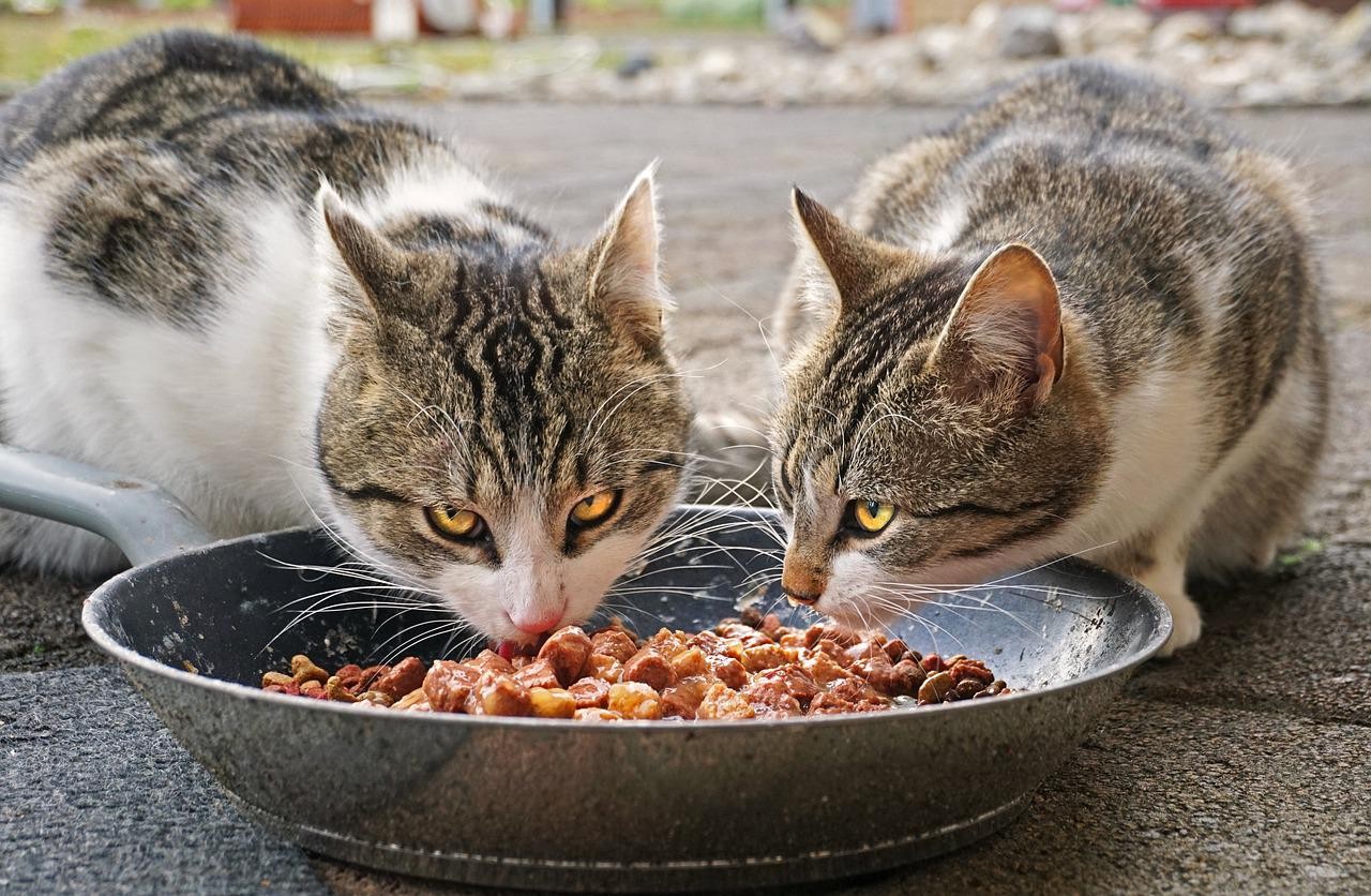 Os felinos possuem o olfato 20 vezes melhor que os humanos e tem apenas cerca de 470 papilas gustativas, enquanto os homens são dotados de mais de 9 mil  (Foto: Pixabay/Florian Bollmann/CreativeCommons)