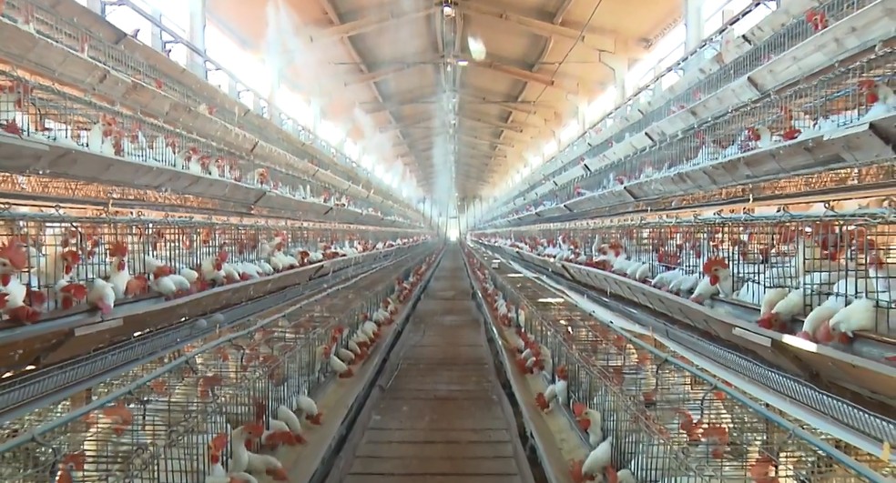 Produção de ovos no RN no último trimestre de 2021 é a maior desde 1987 — Foto: RPC/Reprodução