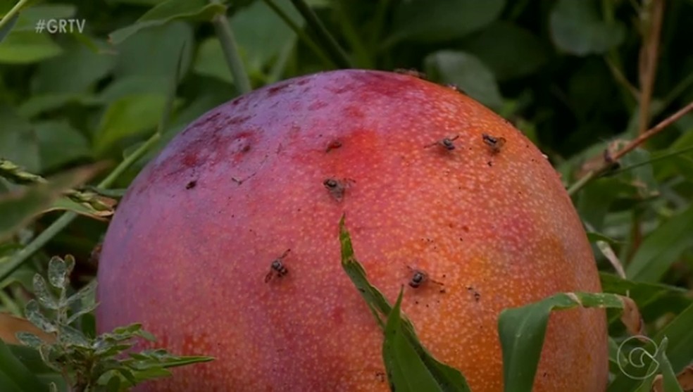 Mosca-das-frutas é uma praga que preocupa agricultores, que temem o reflexo nas exportações — Foto: Reprodução/ TV Grande Rio