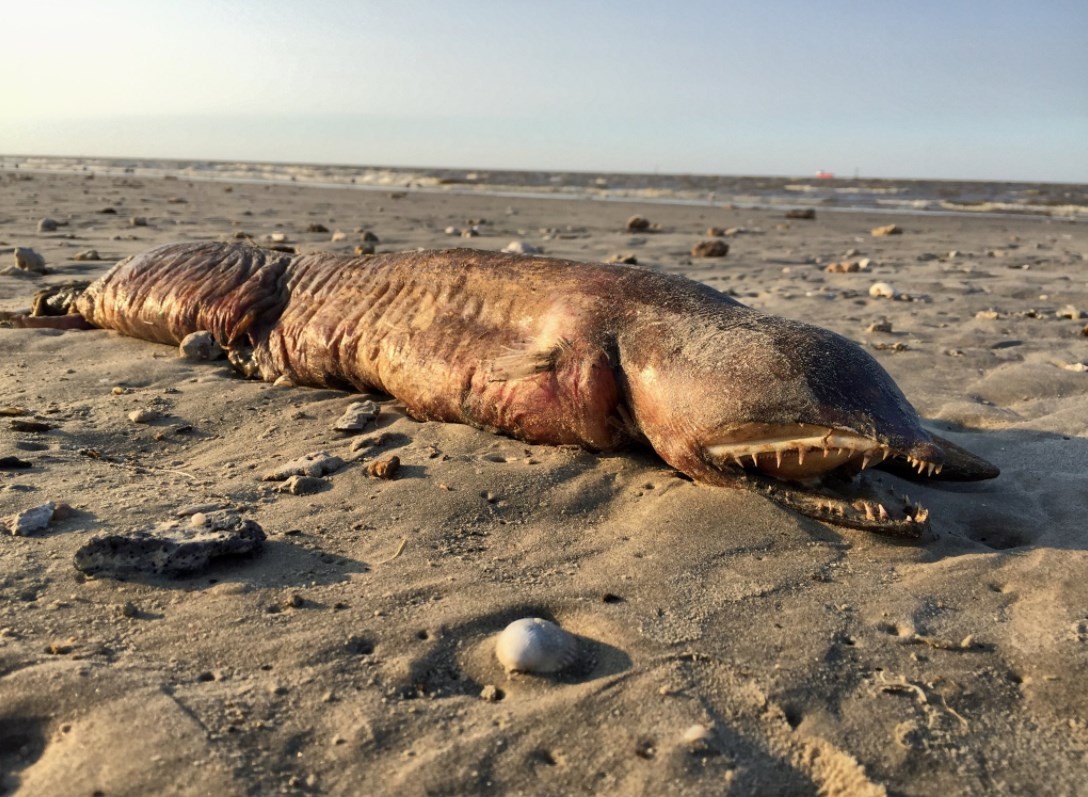 Criatura bizarra e misteriosa em areia de praia no Texas