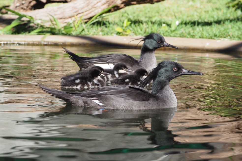 Ã‰ a primeira vezque a espécie pato-mergulhão se reproduz de forma natural em cativeiro; caso aconteceu no zoo de Itatiba (Foto: Zooparque de Itatiba/Divulgação )