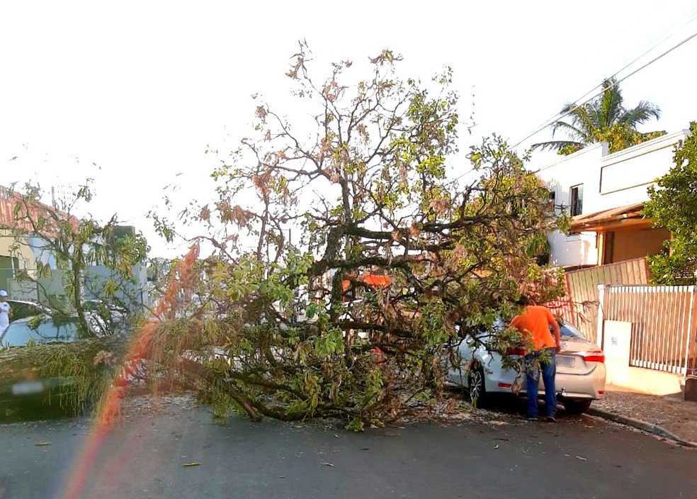 O ipê caiu e ficou atravessado na Rua Nhambiquaras em Tupã, atingindo dois veículos — Foto: João Trentini/Divulgação