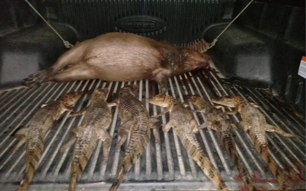 Tr&ecirc;s homens s&atilde;o presos com capivara e seis filhotes de jacar&eacute; mortos, em Alvorada do Norte, Goi&aacute;s &mdash; Foto: Divulga&ccedil;&atilde;o/ Pol&iacute;cia Militar