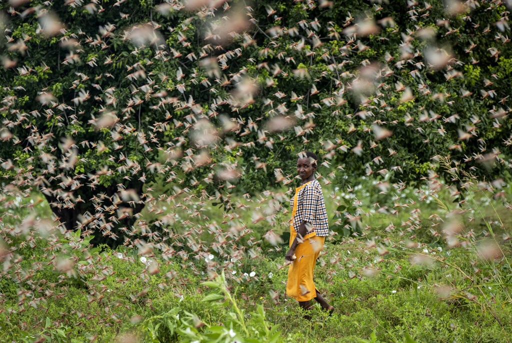 Nuvem de gafanhotos ameaça plantações no leste da África thumbnail
