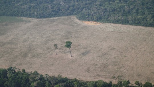 Conservação da Amazônia requer a destinação de florestas públicas