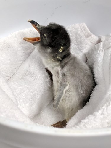 O bebê pinguim de Sphen e Magic nasceu na última sexta-feira, pesando 91 gramas e encantando os funcionários do aquário de Sydney (Foto: Reprodução Sea Life Sydney)