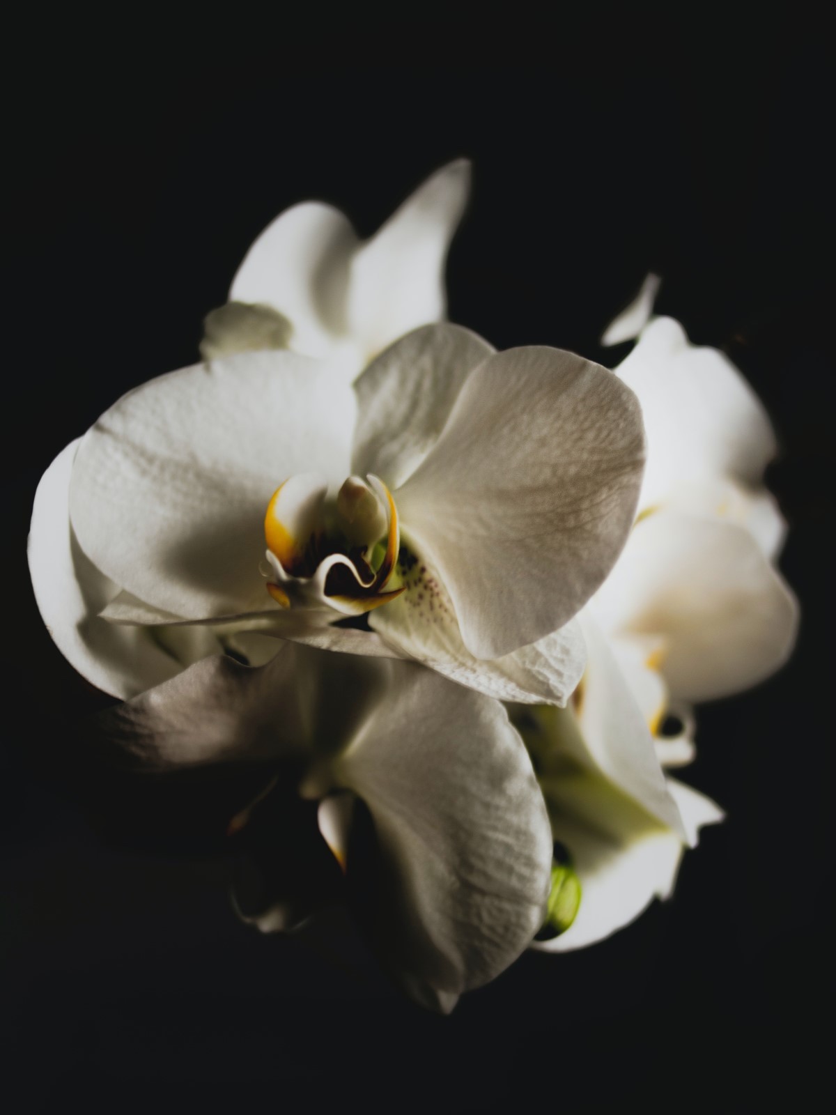 A baixa exposição à luz pode prejudicar o desenvolvimento das orquídeas, impedindo a inflorescência e tornando a planta mais suscetível a pragas e doenças (Foto: Pexels / Dominika Roseclay / CreativeCommons)