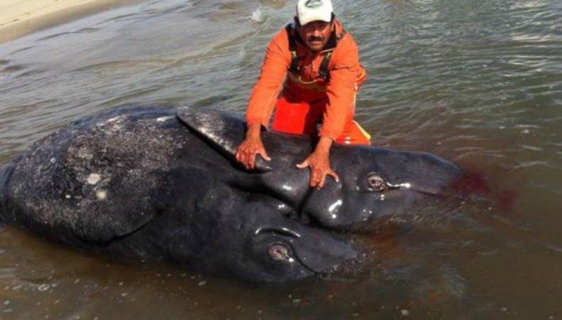 Primeiras baleias gêmeas siamesas do mundo aparecem mortas no México (Foto: Divulgação)