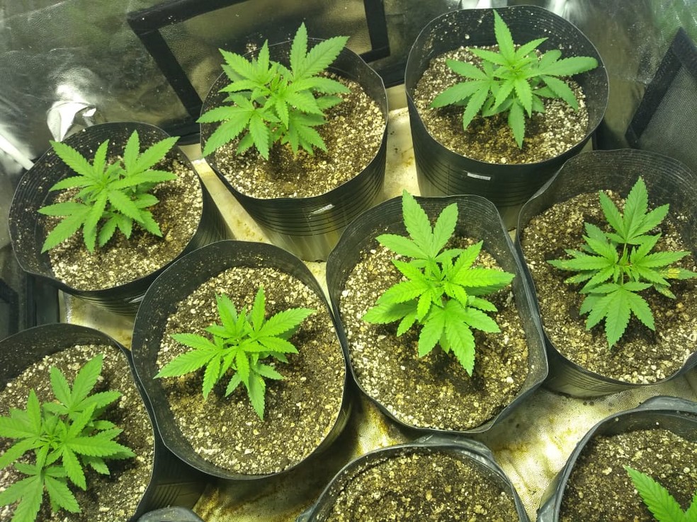 Plantio de maconha medicinal em casa foi autorizado pela Justiça federal em Pernambuco para tratamento de uma criança de 9 anos — Foto: G1 Rio