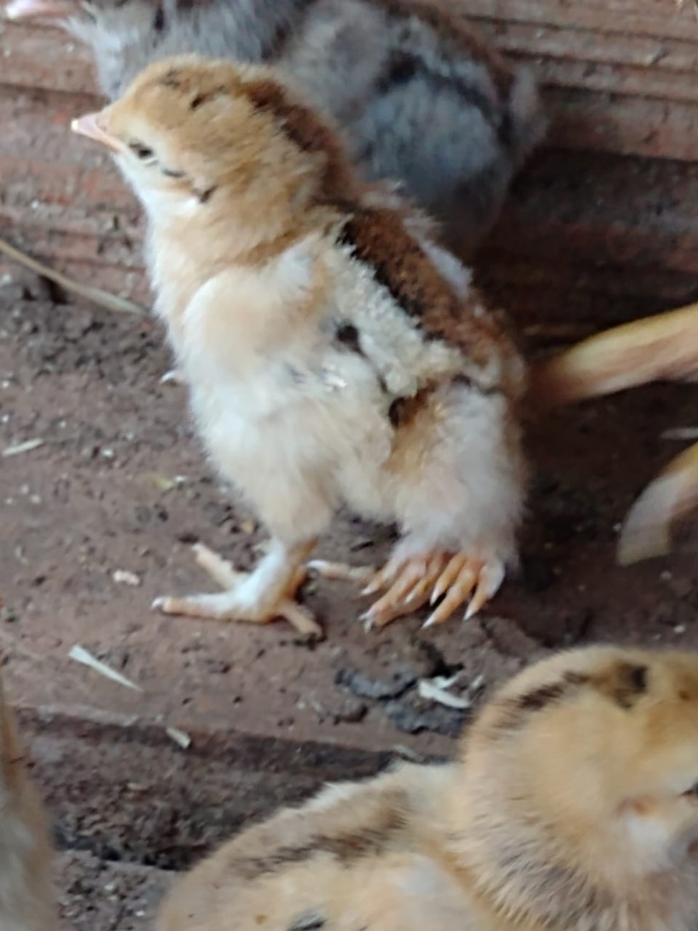 Pinto com quatro patas chama atenção de moradores de Angatuba — Foto: Arquivo Pessoal