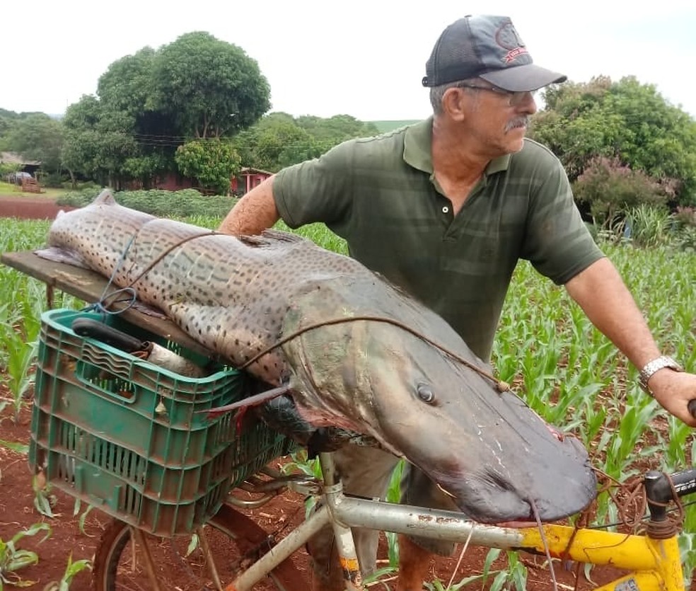Homem pesca peixe com mais de 40 quilos no Rio Paraná | Oeste e Sudoeste |  G1