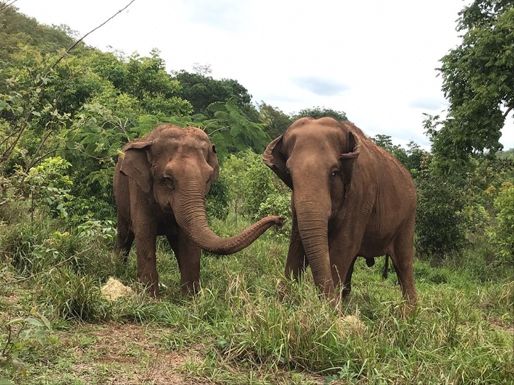 Ramba e Rana brincam e passeiam juntas — Foto: Santuário de Elefantes/Divulgação