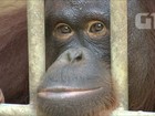 Tailândia devolve à Indonésia orangotangos traficados ilegalmente 