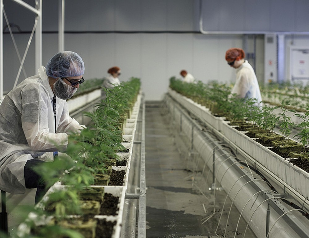 Instalações da Aurora, gigante canadense do segmento de canabis medicinal — Foto: Bloomberg