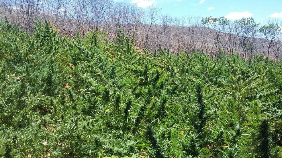 Pés de maconha foram erradicados em Santa Filomena (Foto: PM/ Divulgação )