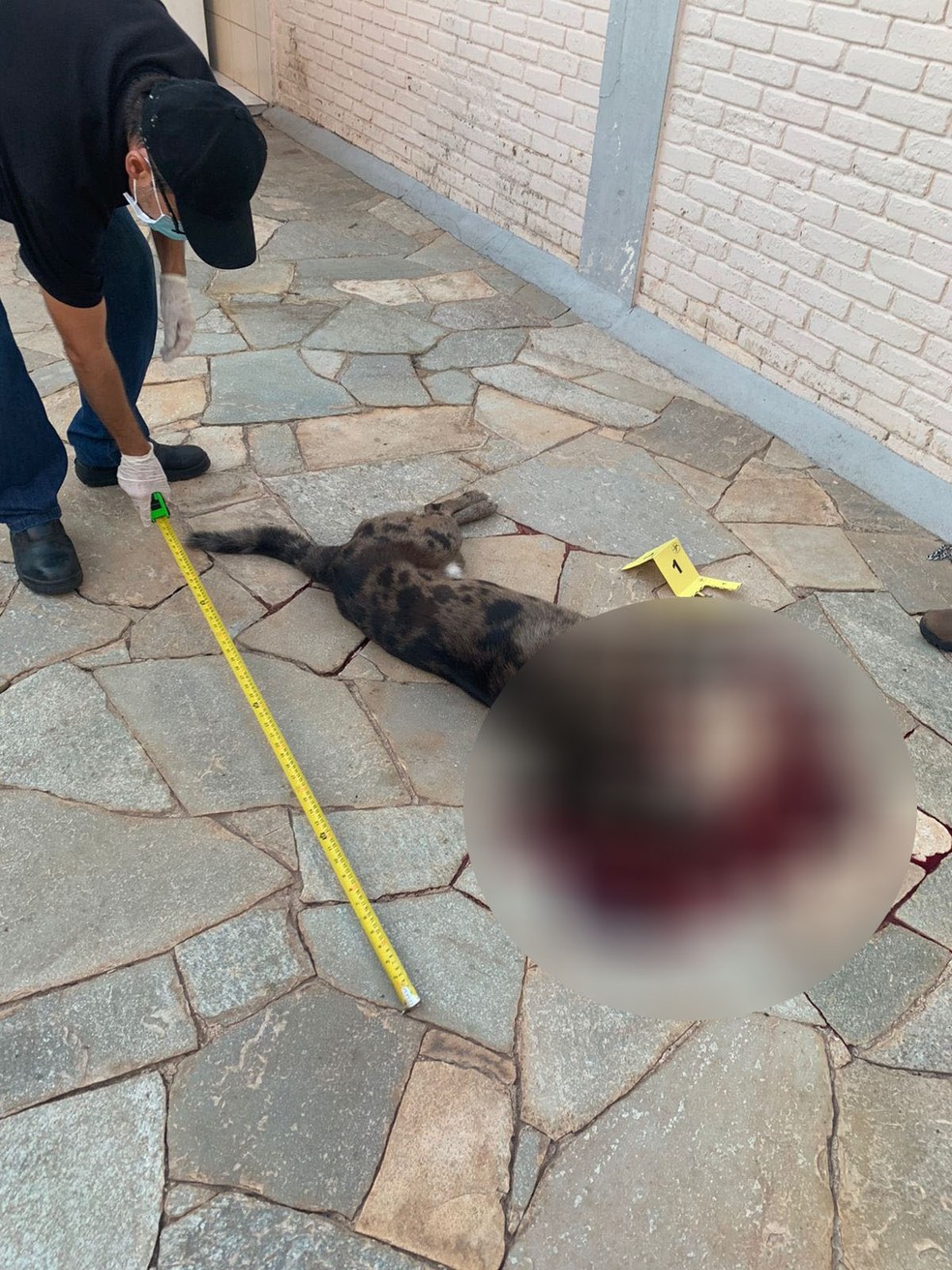 Homem foi preso em flagrante após matar cachorro com tiro de pistola em Presidente Prudente (SP) — Foto: Polícia Militar Ambiental