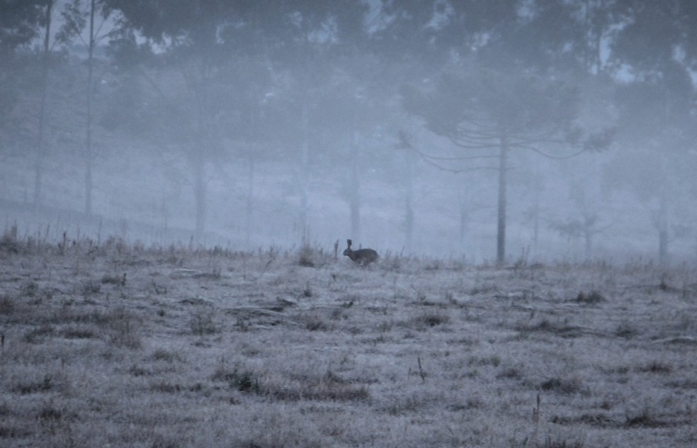 Geada em São Joaquim  — Foto: Mycchel Legnaghi/ São Joaquim Online
