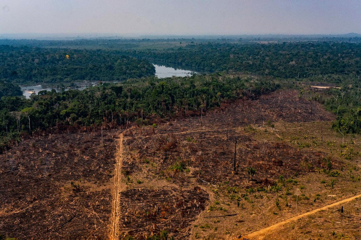 Mourão admite atraso na reação do governo, mas destaca desaceleração no avanço do desmatamento ...
