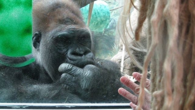 A mulher com autismo que aprendeu com os gorilas as regras do comportamento humano thumbnail