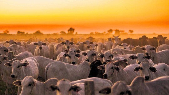 ‘Inércia’ contra mudança climática pode custar US$ 24 bi a setor de carnes