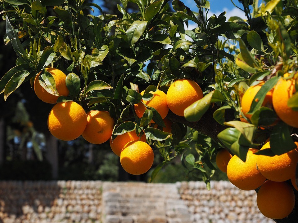 laranja laranjeira (Foto: Pixabay)