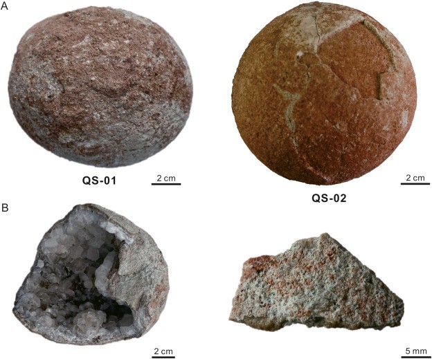 Primeiros dinossauros botavam ovos de casca mole, revela estudo - TecMundo