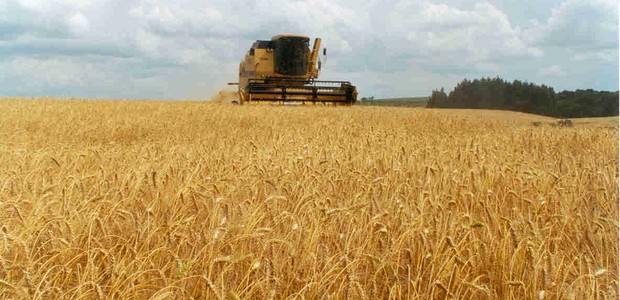 Safra agrícola Colheita de trigo Plantação (Foto: Divulgação)