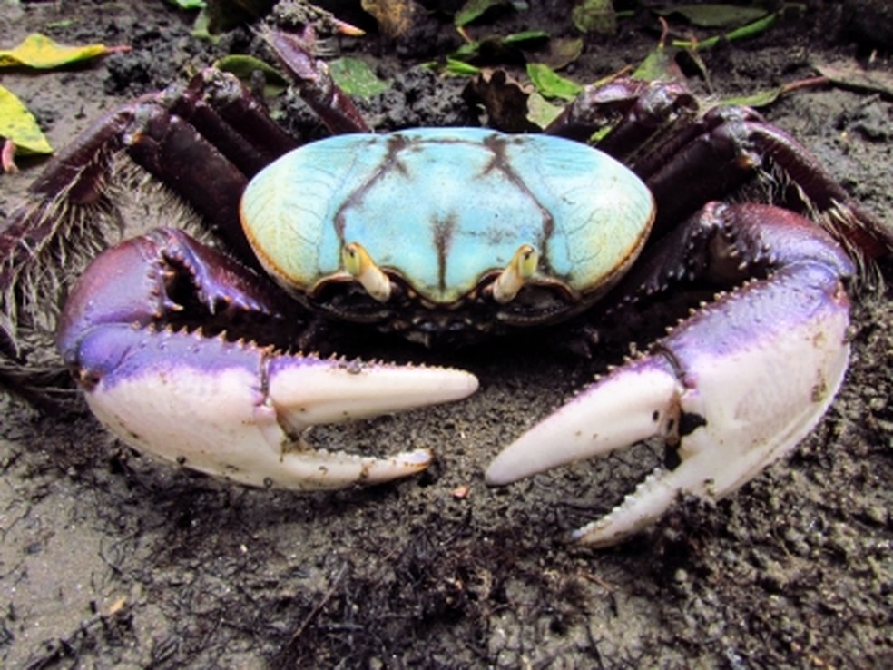 Ucides cordatus (caranguejo) também está na lista de animais em extinção na área atingida pela lama com rejeitos — Foto: Douglas F. R. Alves