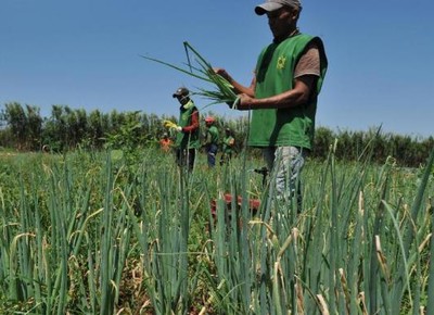 agricultura_familiar_agricultor_trabalhador (Foto: Agência Brasil)