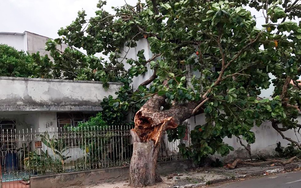 Ventania derrubou árvores em Feira de Santana (Foto: Renata Maia/Arquivo pessoal)