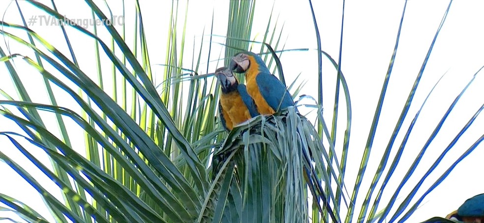 Araras-canindés podem ser vistas em várias regiões de Palmas — Foto: Reprodução/TV Anhanguera