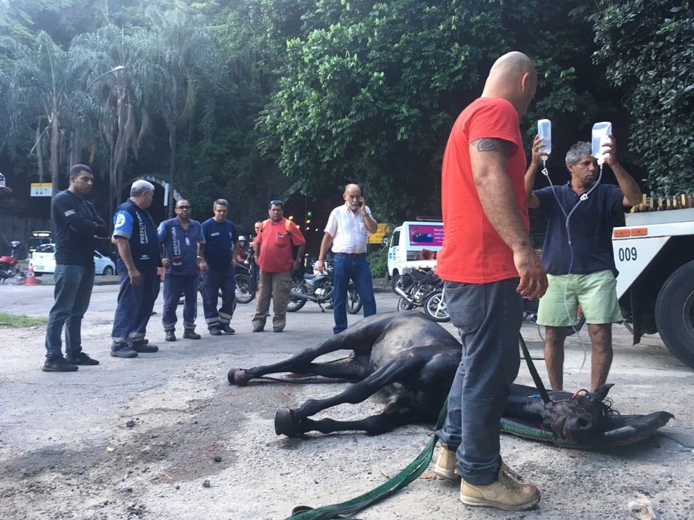 Cavalo foge da hÃ­pica e sofre acidente na Lagoa (Foto: Yuri Apoena/Tv Globo)