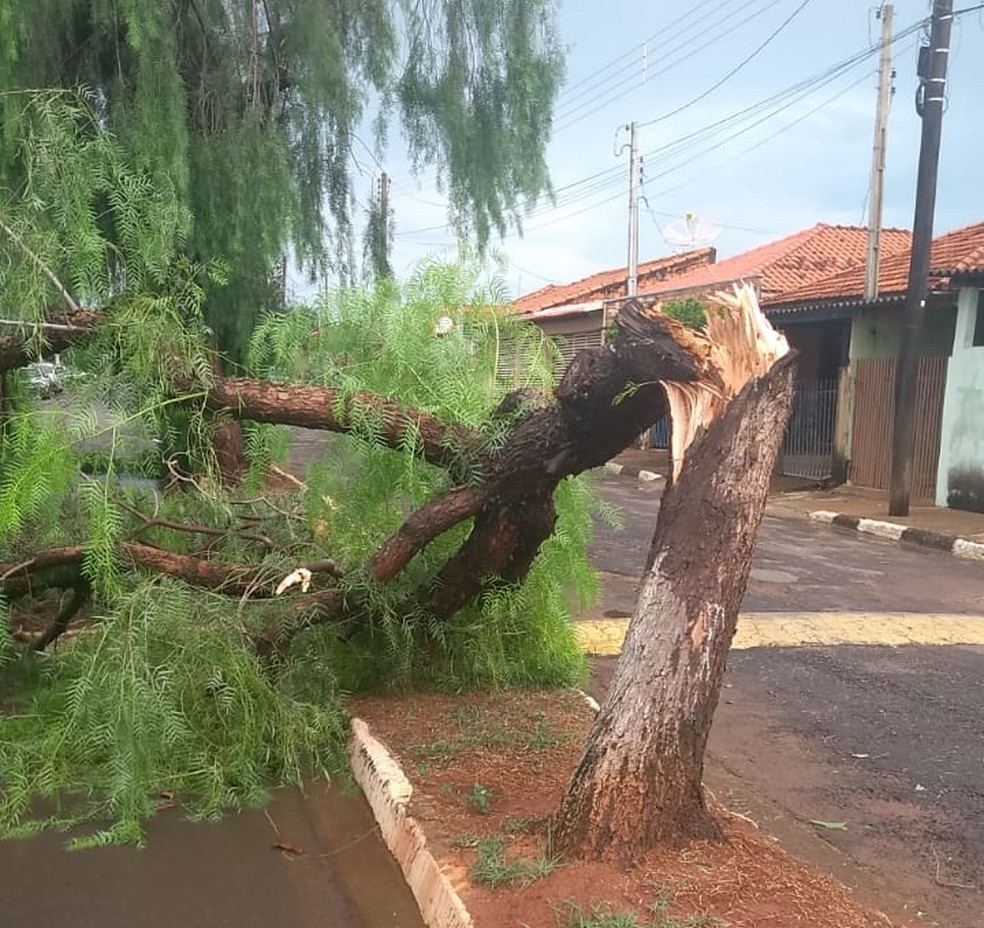 Quedas de árvores foram registradas em Narandiba — Foto: Paulo César Barbosa de Souza/Cedida
