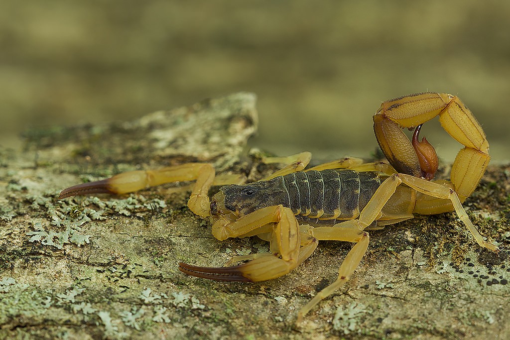 Escorpião amarelo venenoso (Tityus serrulatus) (Foto: Flickr/José Roberto Peruca/Creative Commons)