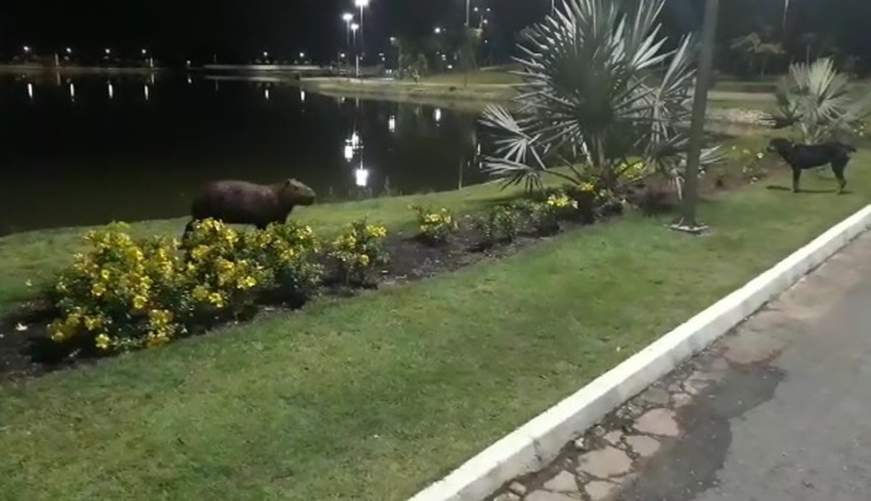 Cachorra parou para observar capivaras quando foi atacada &mdash; Foto: Lorena de S&aacute;/Reprodu&ccedil;&atilde;o
