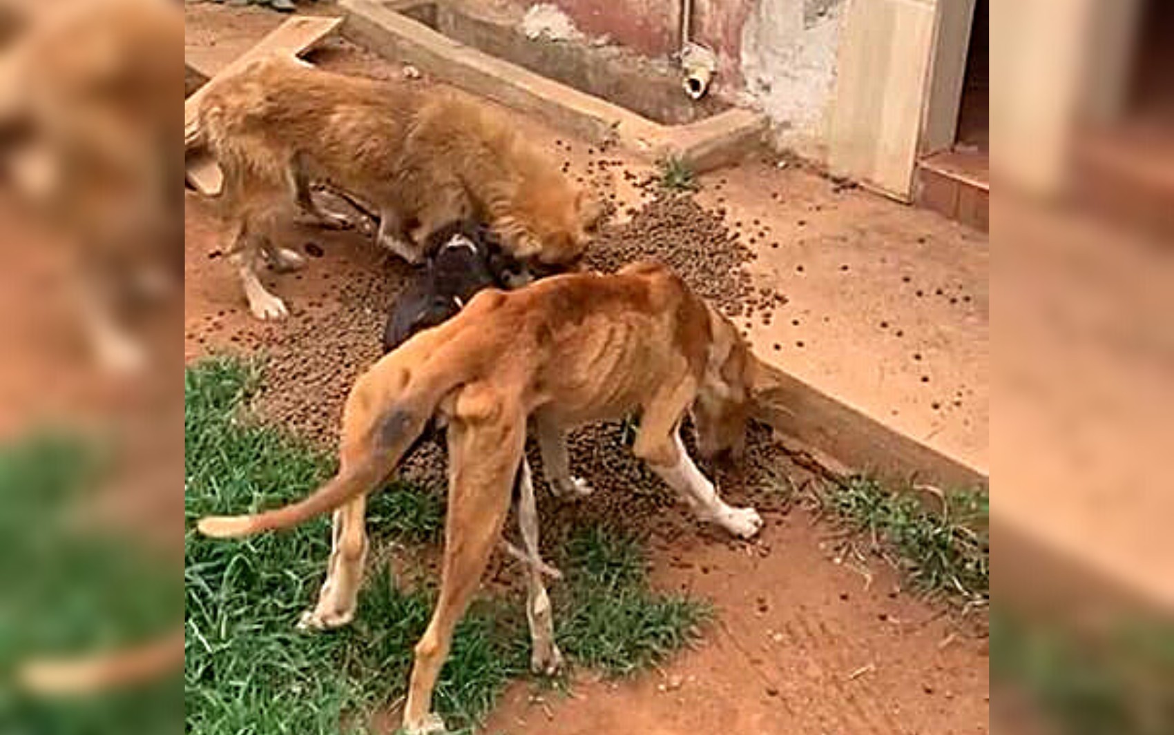 
Irmãos advogados são presos suspeitos de maus-tratos após seis cães serem achados esqueléticos no quintal de escritório; vídeo