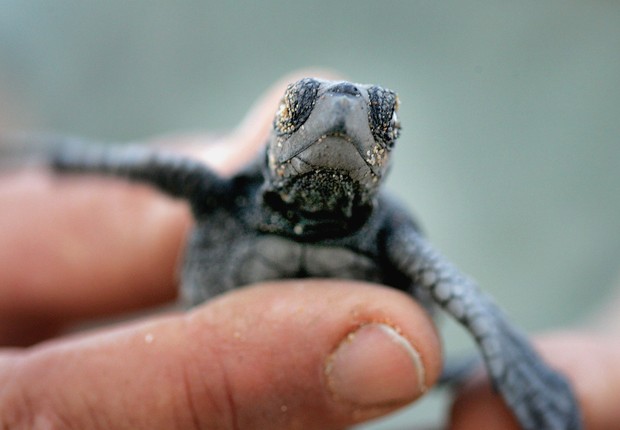 vida animal, tartaruga-marinha, filhote (Foto: David Silverman/Getty Images)
