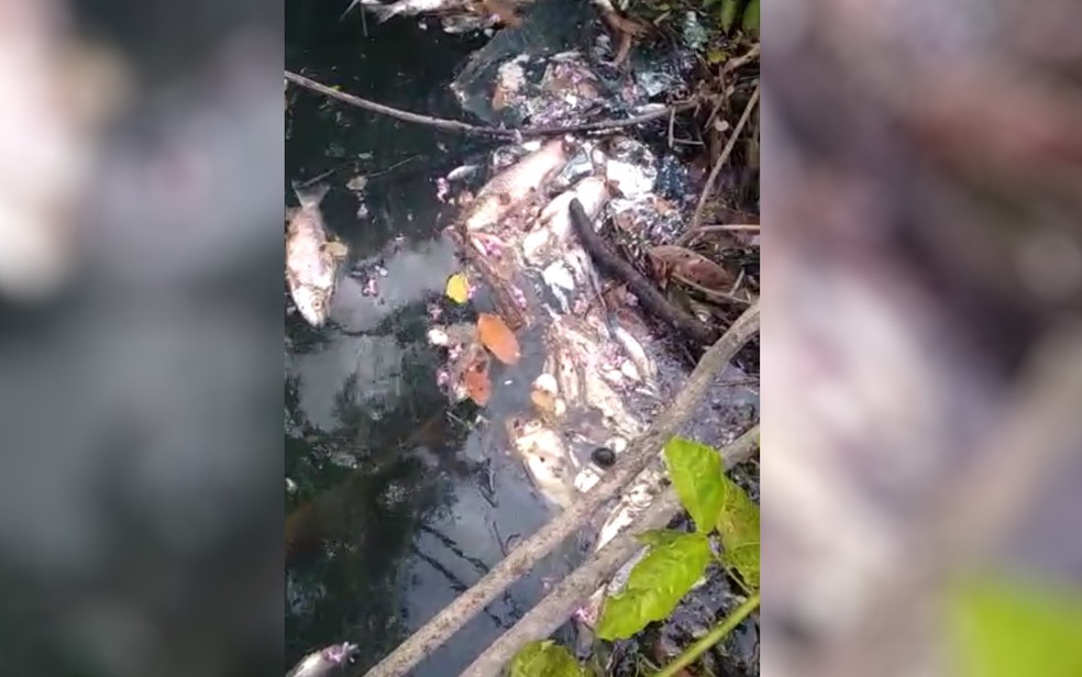 Peixes mortos no Rio dos Bois, em Alto Horizonte  Foto: Reproduo/TV Anhanguera