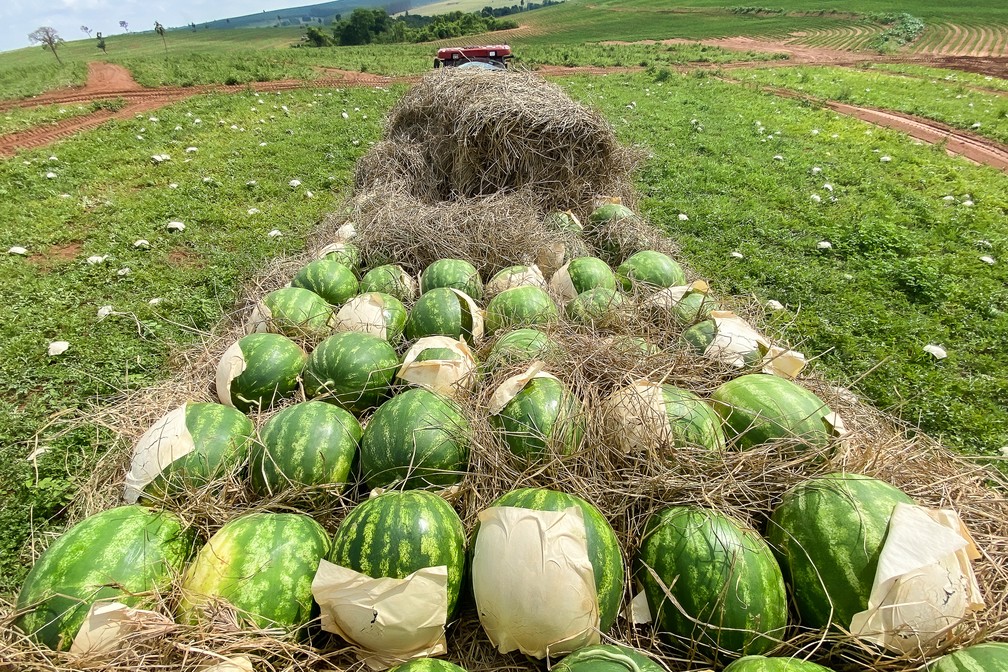 Colheita de melancia: frutas são colocadas entre palhas para que as cascas não se machuquem. — Foto: Celso Tavares/g1