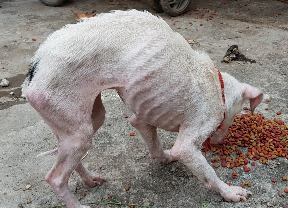 Polícia achou 12 cães trancados em casa com fome, doentes e em situação de maus-tratos em Cuiabá (Foto: Polícia Civil de MT/Assessoria)