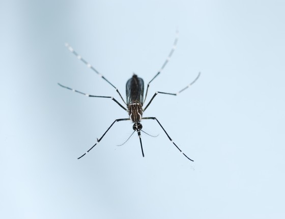 O mosquito Aedes aegypti. Ele transmite o zika vírus, que pode causar microcefalia em bebês cujas mães foram infectadas na gravidez (Foto: Thinkstock)