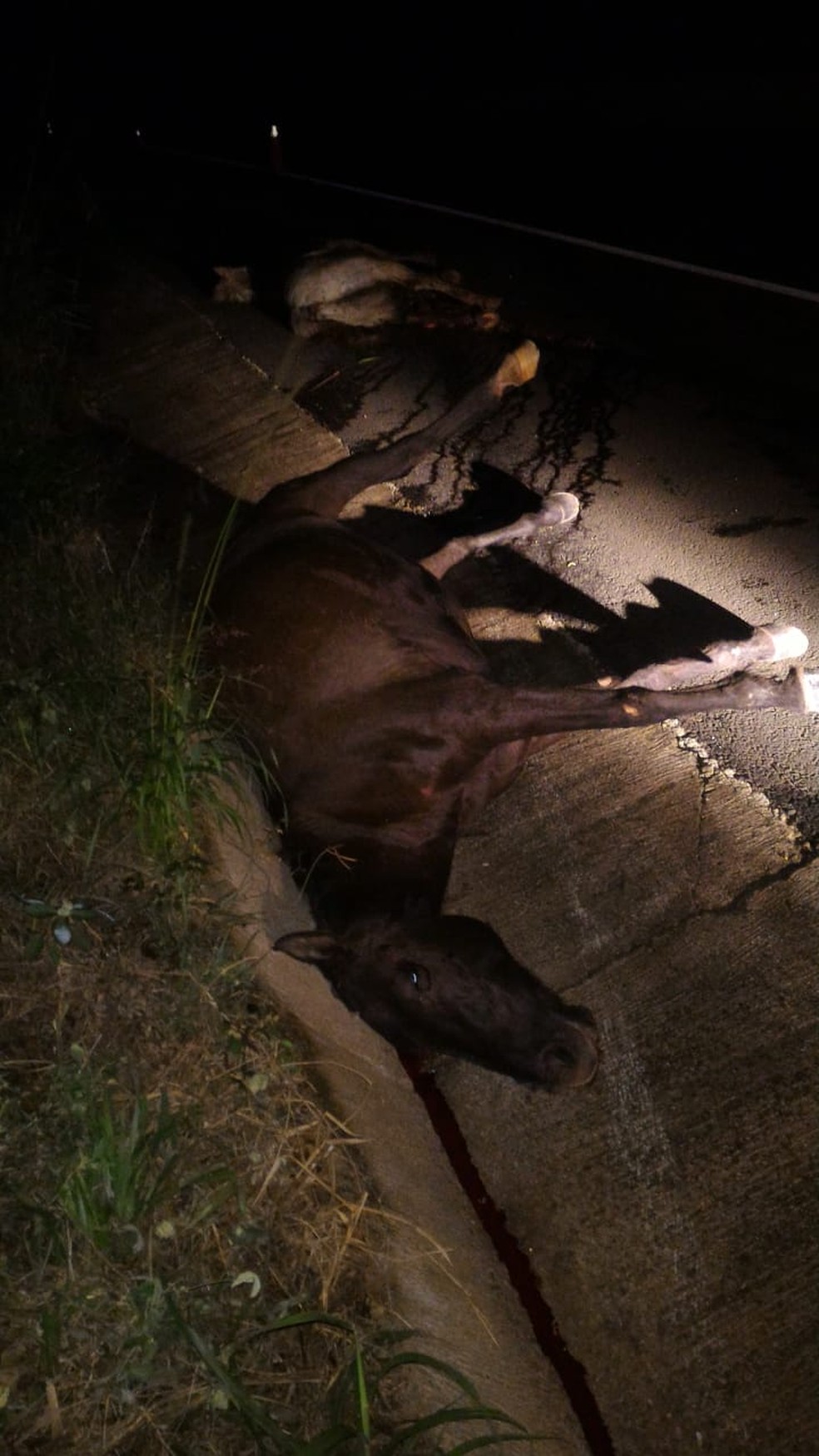 AmbulÃ¢ncia atingiu cavalos na SP-425 â€” Foto: Prefeitura de Sandovalina