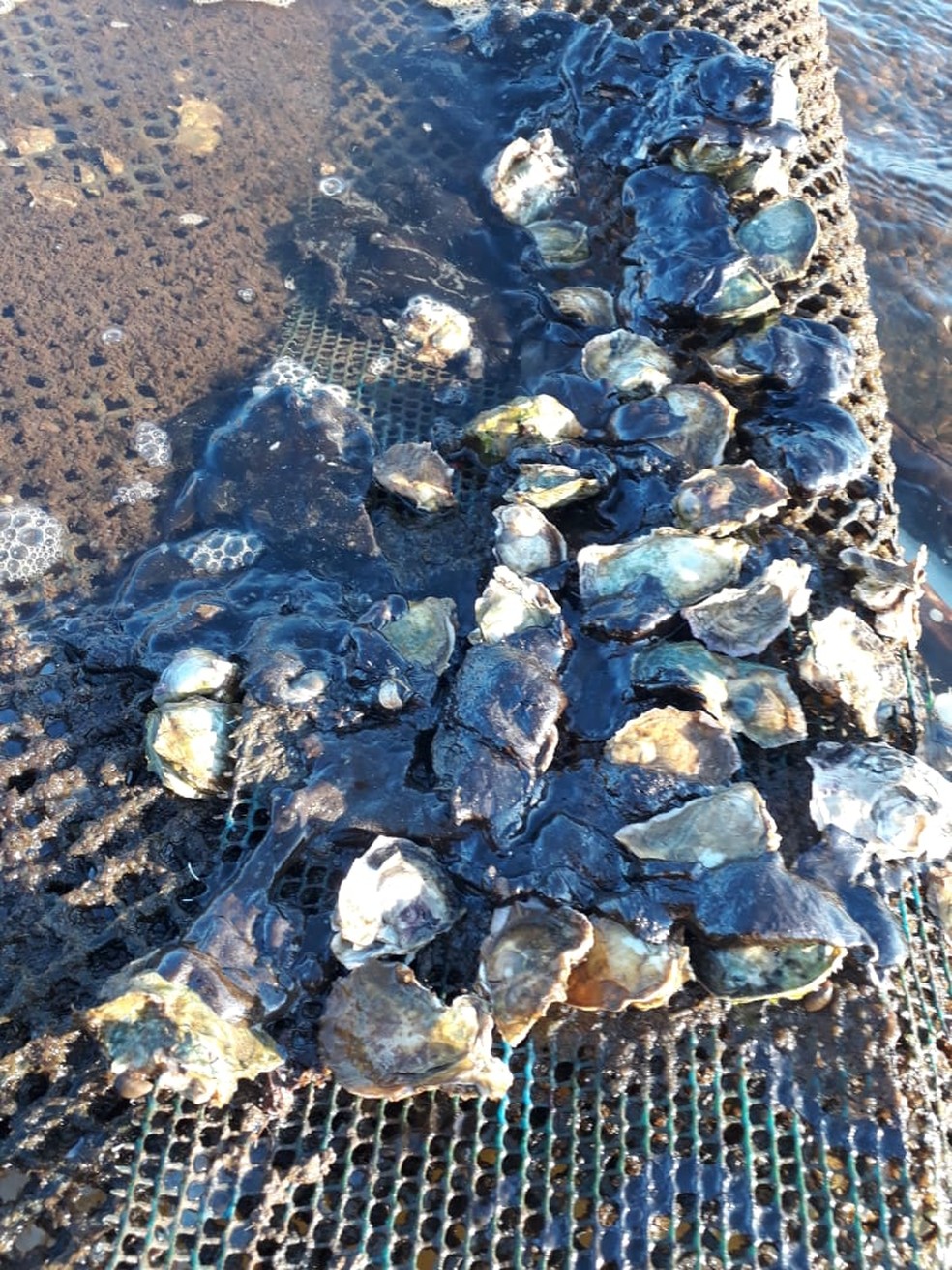 Ostras morreram por causa do óleo — Foto: Edemara Lara/Arquivo Pessoal