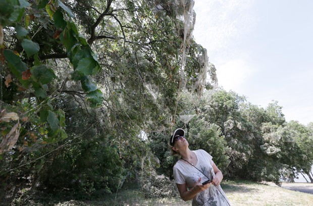 Moradores de Rowlett, no estado do Texasx (EUA), se surpreenderam ao encontrar árvores do parque Lakeside cobertas por teias de aranhas (Foto: LM Otero/AP)
