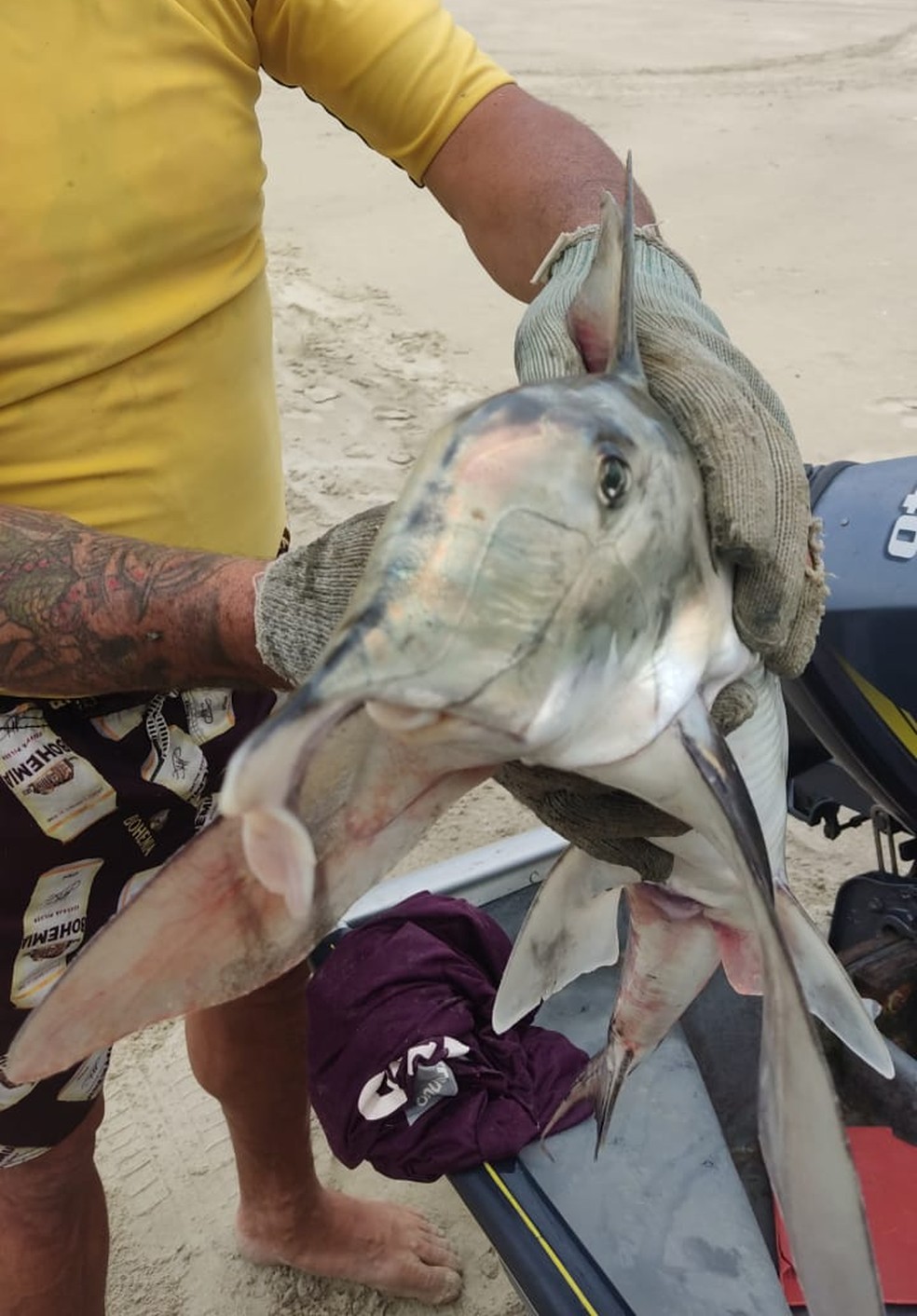 Peixe-elefante é encontrado morto, na última quarta-feira (8), em Praia Grande, no litoral de São Paulo — Foto: Instituto Biopesca/Divulgação