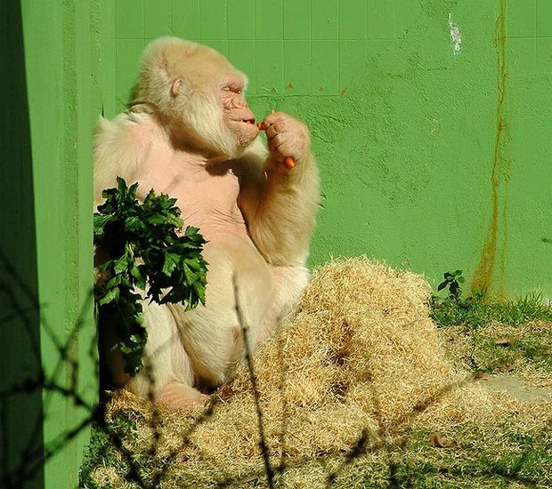 Macaco albino será um das atrações no Parque Zoobotânico 