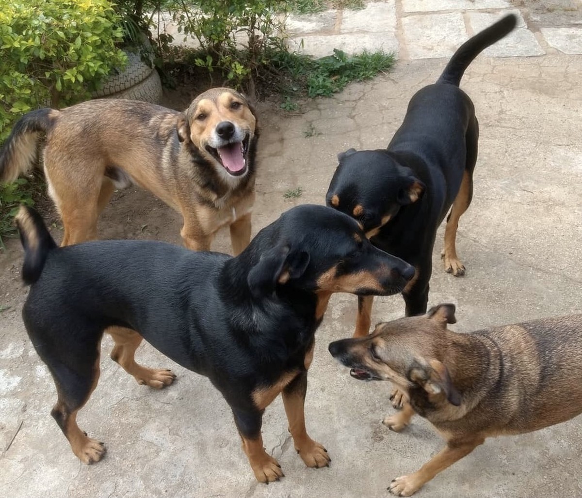 Tragédia em Petrópolis: história de animais resgatados |  Bichos na Escuta